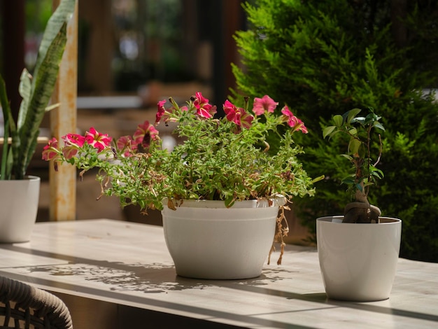 Schöne Blumen auf dem Tisch