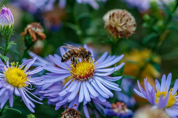 Schöne Blumen, auf denen eine Wespe sitzt