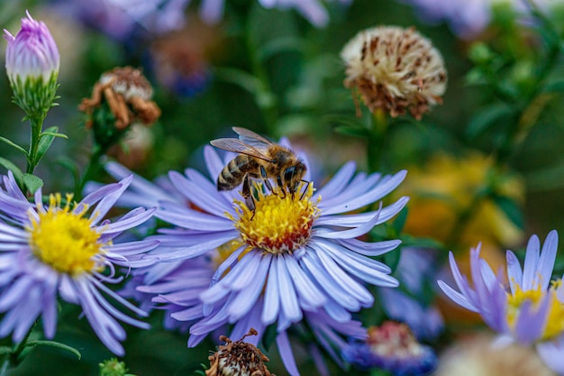 Schöne Blumen, auf denen eine Wespe sitzt