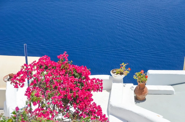 Schöne Blumen auf der Insel Santorini