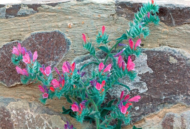 Schöne Blumen auf einem Hintergrund von Steinen