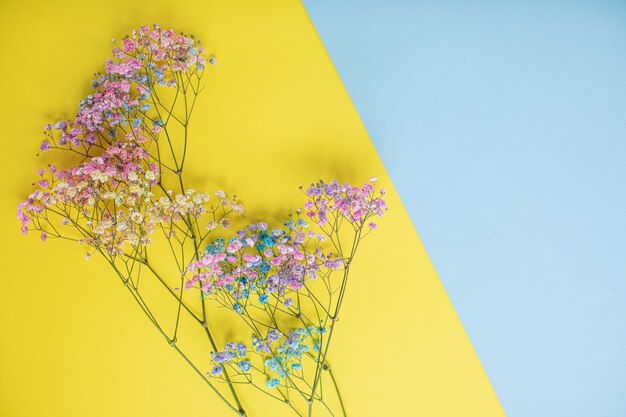 Schöne Blumen auf mehrfarbigen Papierhintergründen mit Kopienraum.