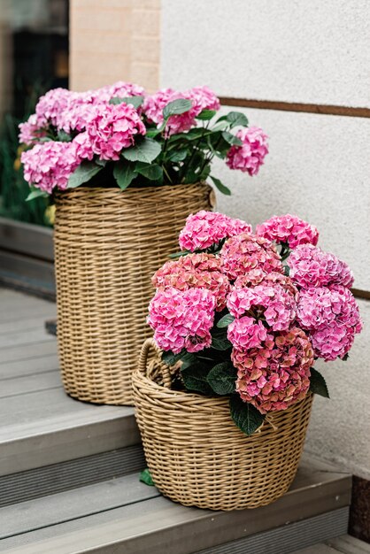 Schöne Blumen aus rosa Hortensie in einem Korbblumentopf auf den Stufen der Fassade eines Restaurants, Blumenladen. Gartenarbeit. Weicher selektiver Fokus.