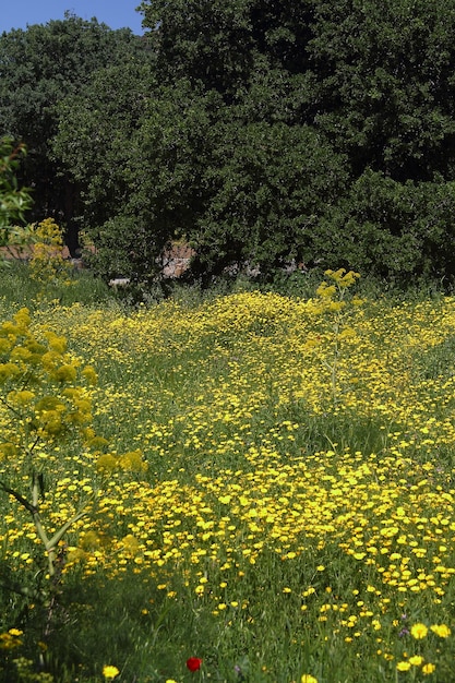 Schöne Blumen blühen im Garten Bodrum Türkei