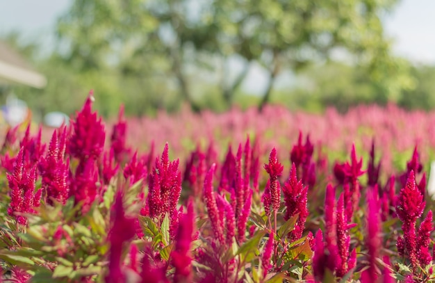 Schöne Blumen blühen im Garten. Die Schönheit der Natur