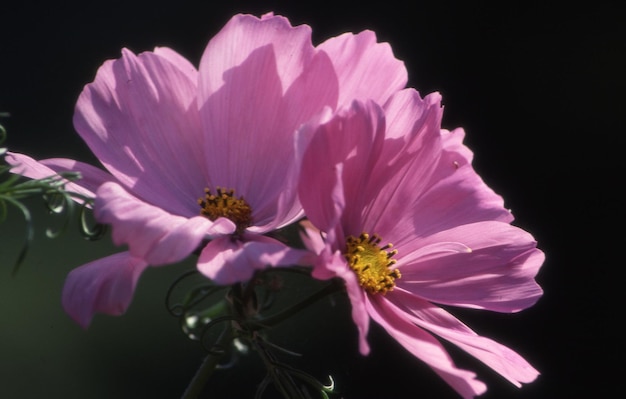 Schöne Blumen Blumenkonzept Hintergrund