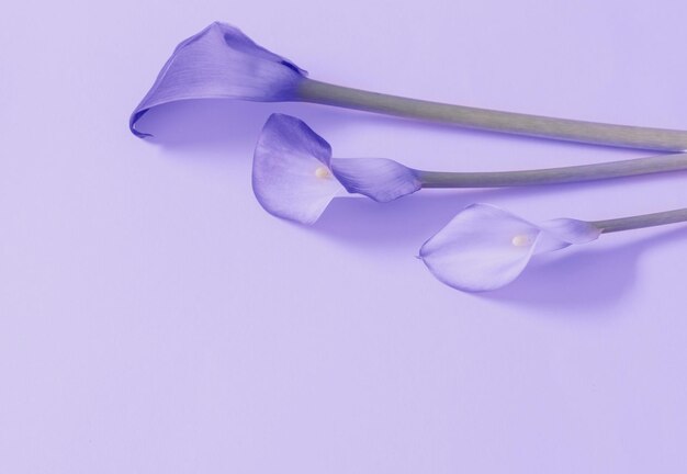 Schöne Blumen der Calla-Lilie auf Papierhintergrund in der Farbe des Jahres 2022