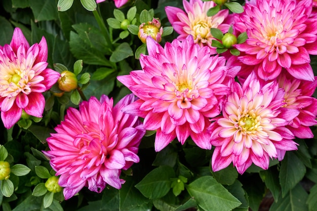 Foto schöne blumen der chinesischen aster.