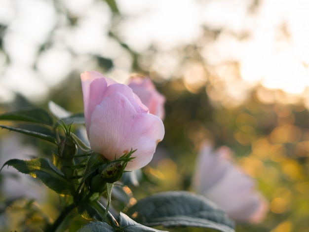 Schöne Blumen der Hunderose blüht im Garten.