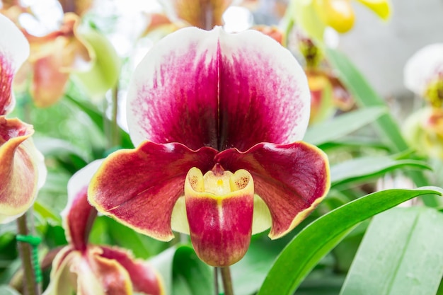 Schöne Blumen der Paphiopedilum-Orchidee