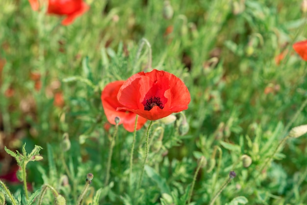 Schöne Blumen der roten Mohnblume auf dem Sommergrünfeld