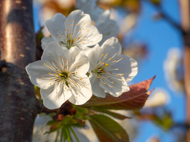 Schöne Blumen des Kirschbaums (cerasus).