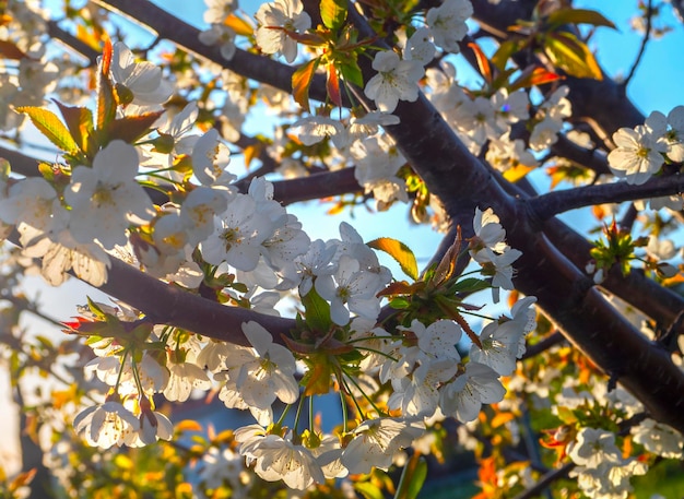 Schöne Blumen des Kirschbaums (cerasus).