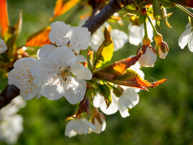 Schöne Blumen des Kirschbaums (cerasus).