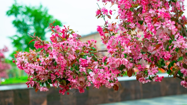 Schöne Blumen eines Apfelbaums