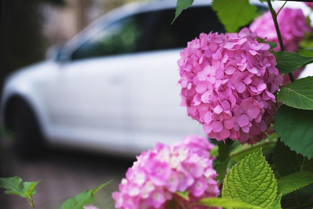 Schöne Blumen für die Dekoration