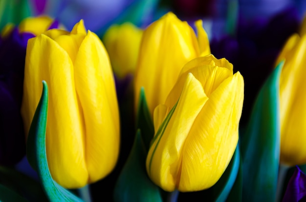schöne Blumen gelbe Tulpen hautnah