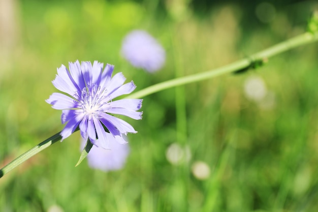 Schöne Blumen im Feld