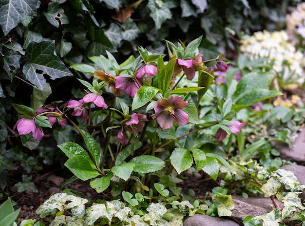 Schöne Blumen im Garten im Frühling