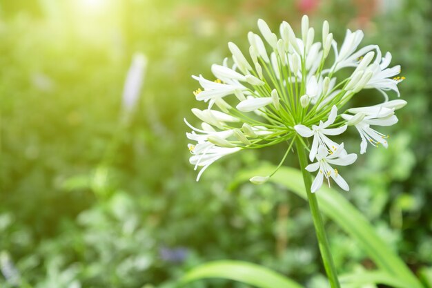 Schöne Blumen im Garten zur Winter- oder Frühlingszeit