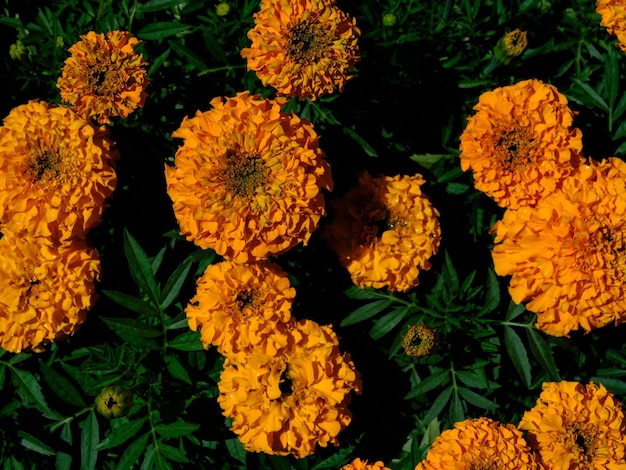 schöne Blumen im Garten