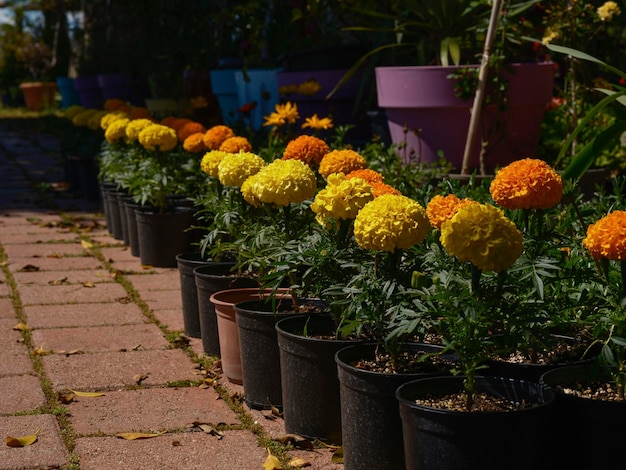 schöne Blumen im Garten