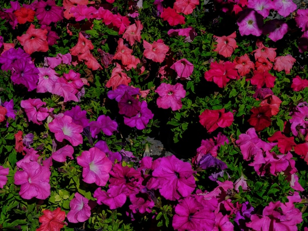 schöne Blumen im Garten