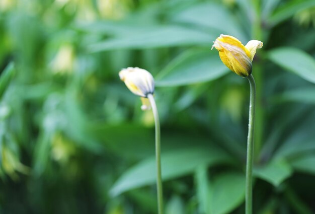 schöne Blumen im Garten