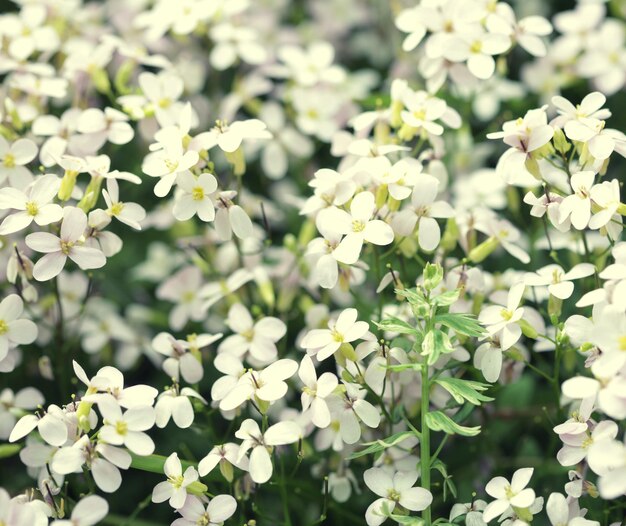 schöne Blumen im Garten