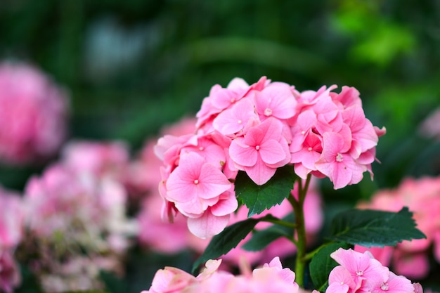 Schöne Blumen im Garten.