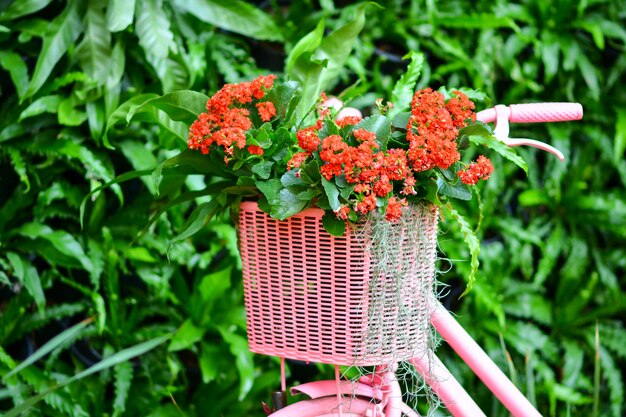 Schöne Blumen im Garten.