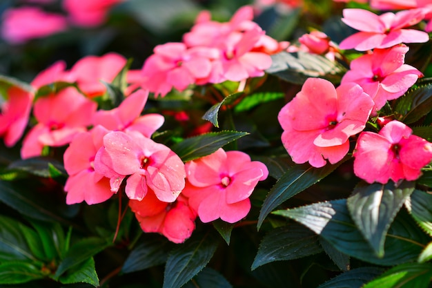 Schöne Blumen im Garten.