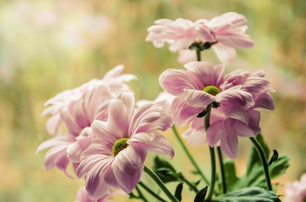 Schöne Blumen im Garten