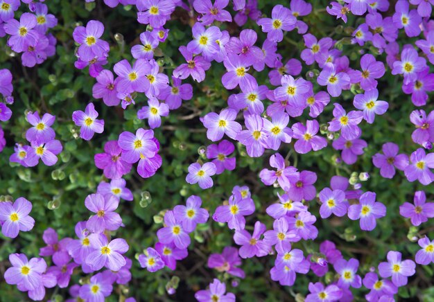 Schöne Blumen im Garten