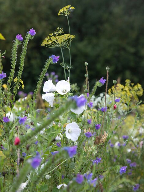 schöne Blumen im Garten