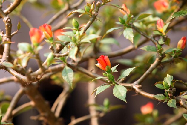 schöne Blumen im Garten