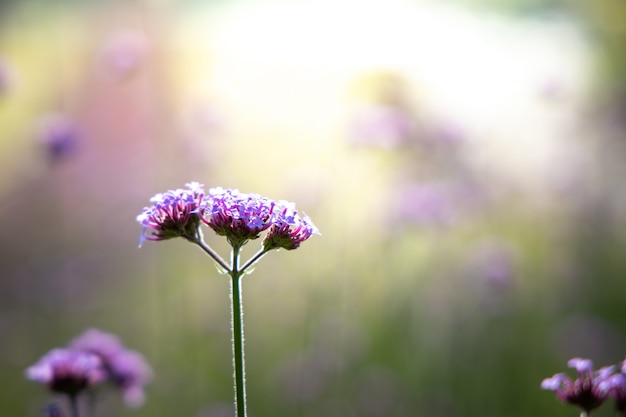 Schöne Blumen im Garten