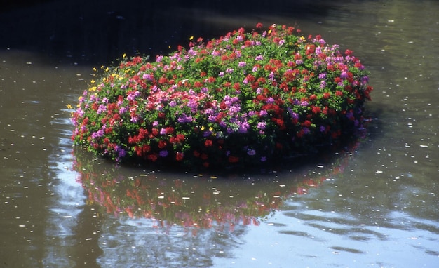 schöne Blumen im Garten