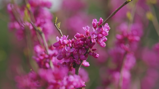 Schöne Blumen im Hintergrund, tiefen rosa Blumen, lila Blumen auf den Zweigen in der Nähe.