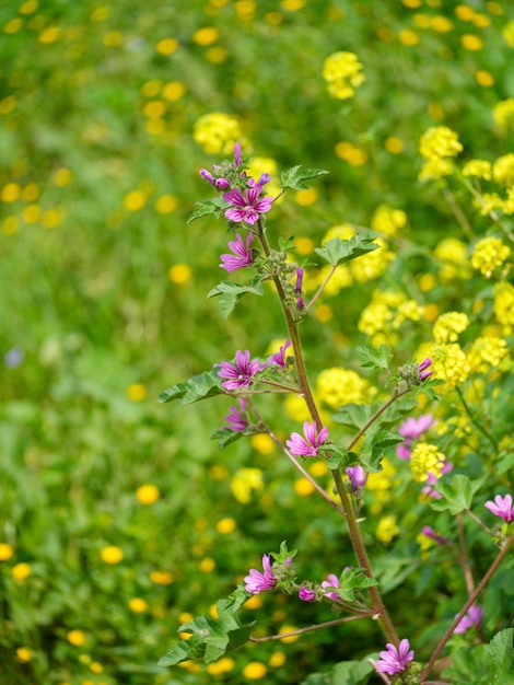 Schöne Blumen im Sommer