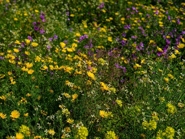 Schöne Blumen im Sommer