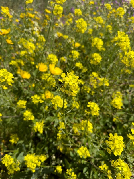 Schöne Blumen im Sommer