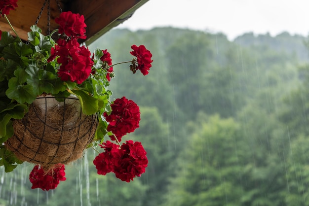 Schöne Blumen im Topf draußen selektiver Fokus