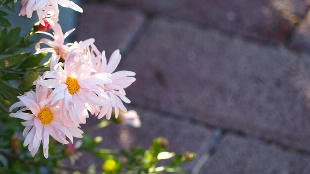 Schöne Blumen im Winter sind prominent und klar.