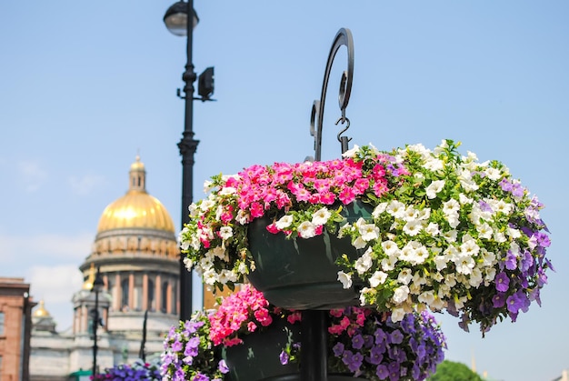 Schöne Blumen in der Nähe der St. Isaaks-Kathedrale