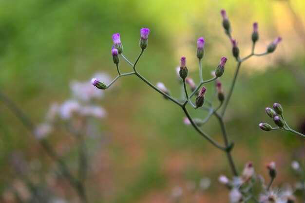 Schöne Blumen in der Natur hautnah