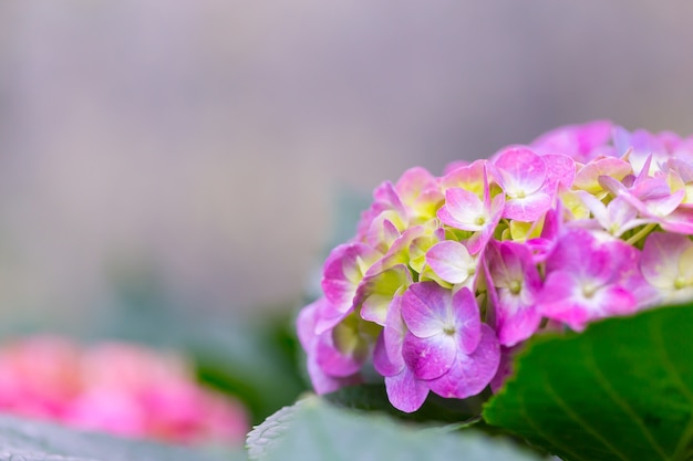 Schöne Blumen in der Natur, Kopienraum.