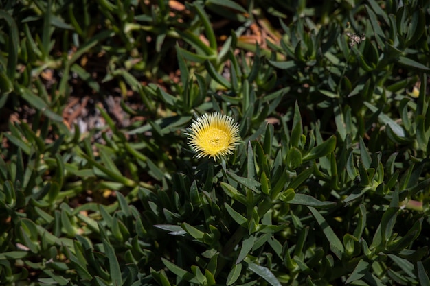 Schöne Blumen in der Natur