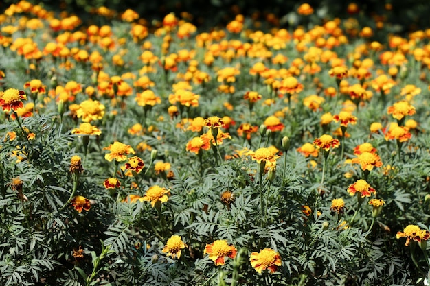 Schöne Blumen in der Natur