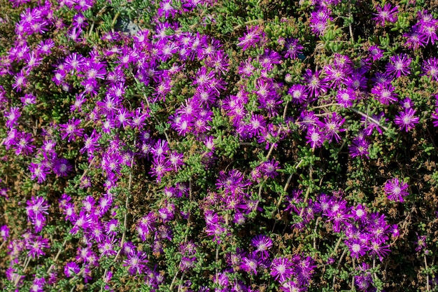 Schöne Blumen in der Natur